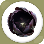 Black Tulip