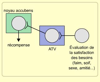 Système de Récompense Cerveau - Université McGill