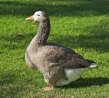 Le march franais du foie gras