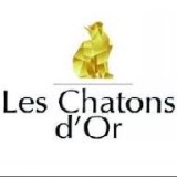 Les Chatons d’Or 2014 : le festival créatif ouvert à tous